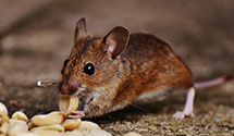 stored-grain-pest-management Experts in Sanator